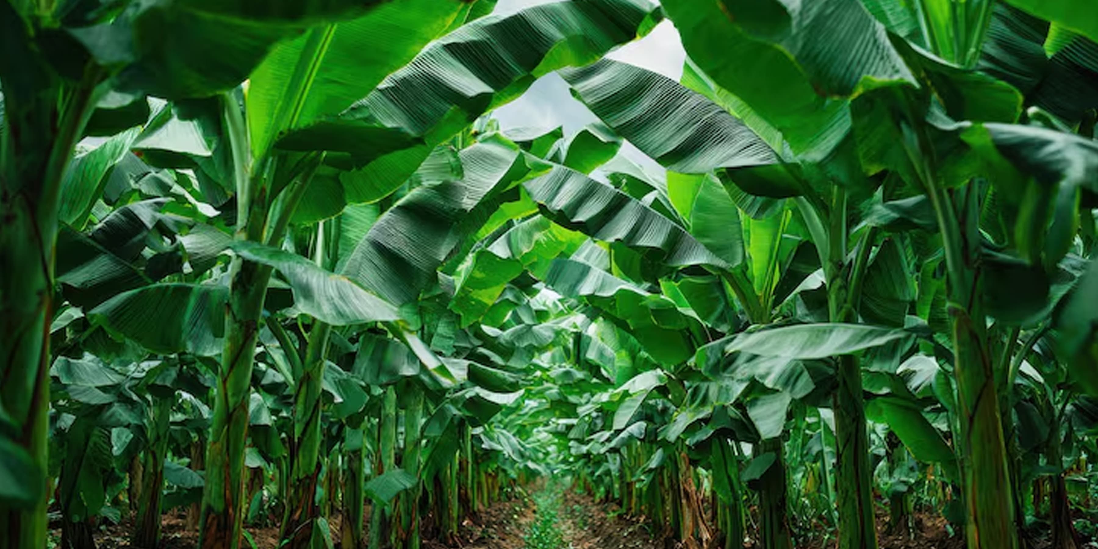 Banana Farmers Development Programme