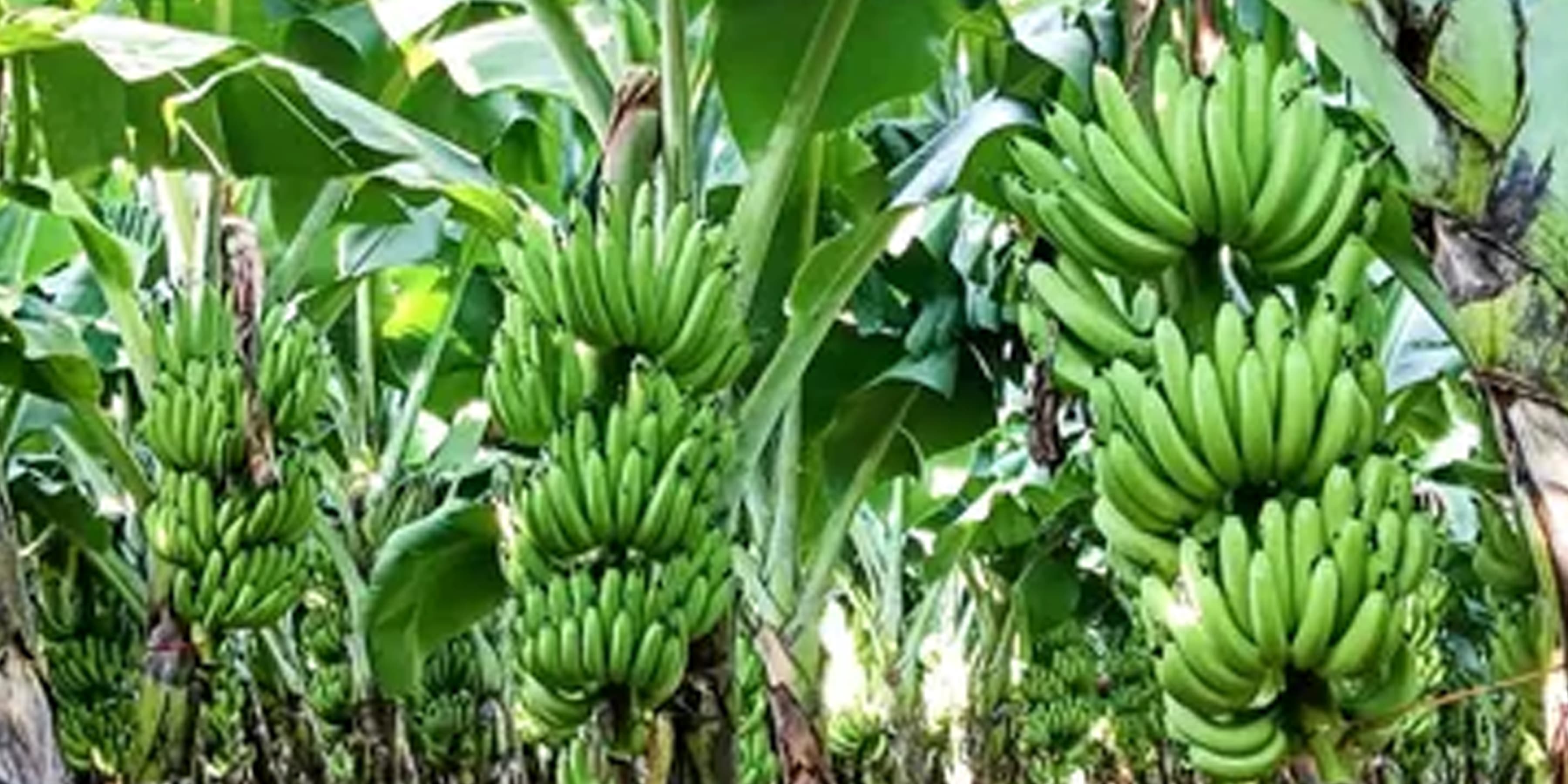 Banana Farmers Development Programme