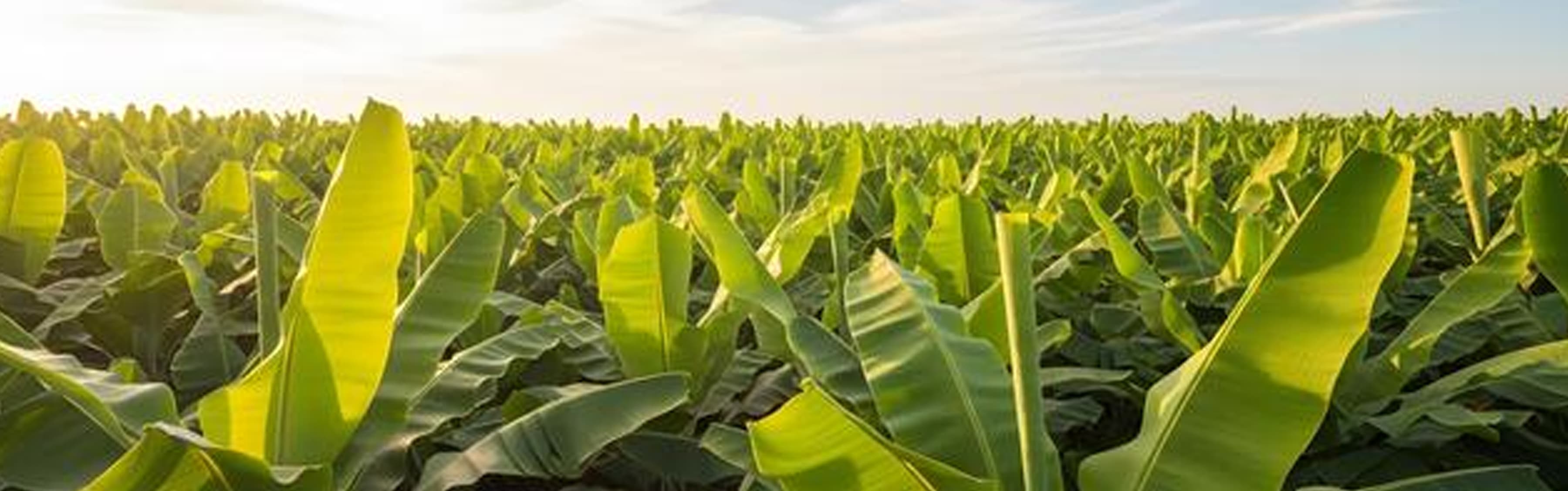 Banana Farmers Development Programme